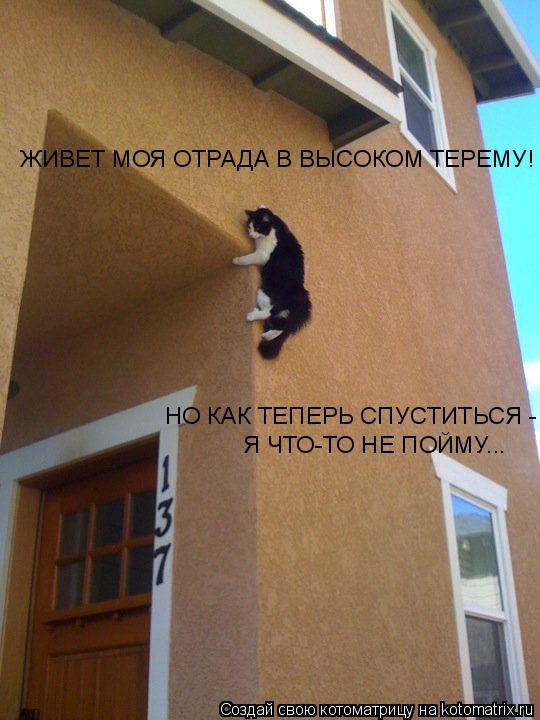 ЖИВЕТ МОЯ ОТРАДА В ВЫСОКОМ ТЕРЕМУ! НО КАК ТЕПЕРЬ СПУСТИТЬСЯ - Я ЧТО-ТО НЕ ПОЙМУ...... Котоматрица: ЖИВЕТ МОЯ ОТРАДА В ВЫСОКОМ ТЕРЕМУ! НО КАК ТЕПЕРЬ СПУСТИТЬСЯ - Я ЧТО-ТО НЕ ПОЙМУ...