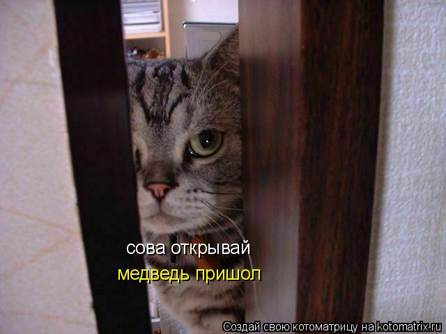 Котоматрица: сова открывай медведь пришол