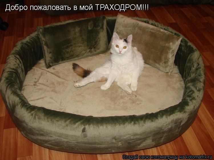 Добро пожаловать в мой ТРАХОДРОМ!!!... Котоматрица: Добро пожаловать в мой ТРАХОДРОМ!!!