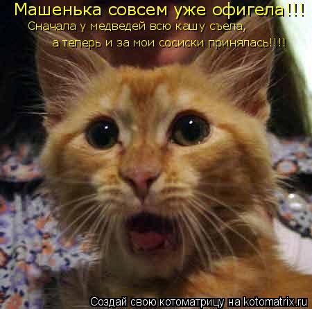 Котоматрица: а теперь и за мои сосиски принялась!!!! Сначала у медведей всю кашу съела,  Машенька совсем уже офигела!!!