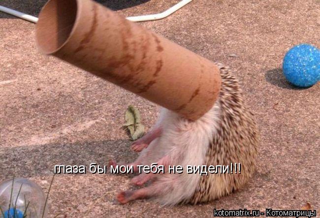 Котоматрица: глаза бы мои тебя не видели!!!