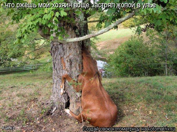 Котоматрица: - что ржёшь мой хозяин воще застрял жопой в улье