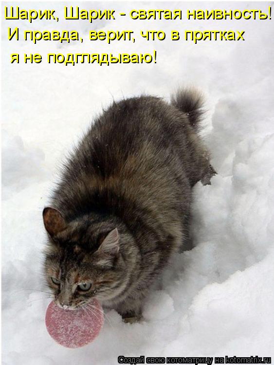 Котоматрица: Шарик, Шарик - святая наивность! И правда, верит, что в прятках  я не подглядываю!