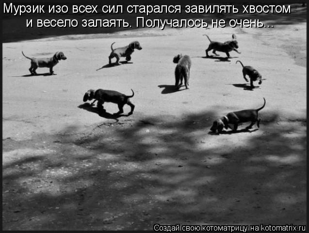 Мурзик изо всех сил старался завилять хвостом и весело залаять. Получалось не очень...... Котоматрица: Мурзик изо всех сил старался завилять хвостом и весело залаять. Получалось не очень...
