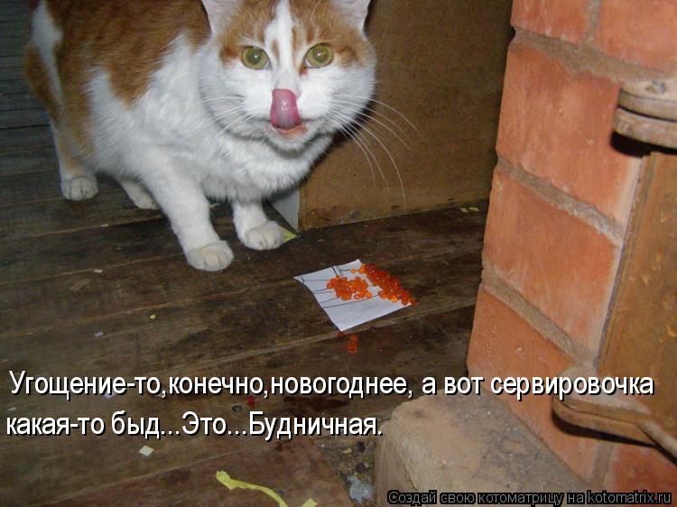 Котоматрица: Угощение-то,конечно,новогоднее, а вот сервировочка какая-то быд...Это...Будничная.