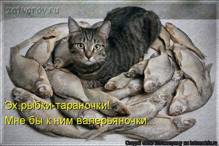 Котоматрица: Эх,рыбки-тараночки! Мне бы к ним валерьяночки...