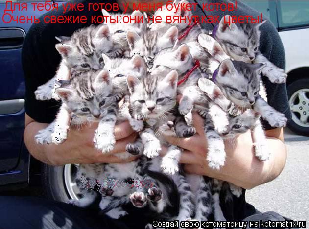 Котоматрица: Для тебя уже готов у меня букет котов! Очень свежие коты:они не вянут,как цветы!