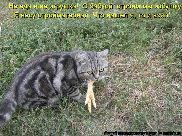 Не еда и не игрушка! С бабкой строим мы избушку. Я несу стройматериал. Что нашел я, то и взял!... Котоматрица: Не еда и не игрушка! С бабкой строим мы избушку. Я несу стройматериал. Что нашел я, то и взял!