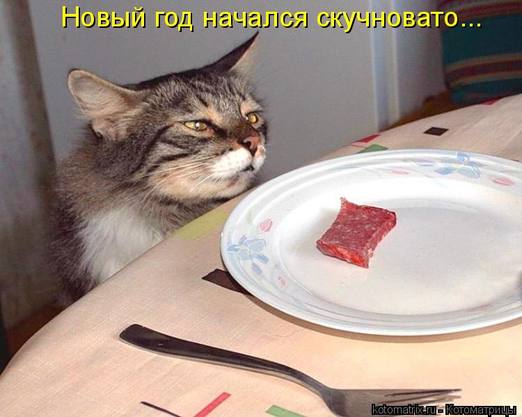 Новый год начался скучновато...... Котоматрица: Новый год начался скучновато...