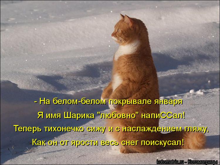 - На белом-белом покрывале января Я имя Шарика "любовно" напиССал! Теперь тихонечко сижу и с наслажде... Котоматрица: - На белом-белом покрывале января Я имя Шарика "любовно" напиССал! Теперь тихонечко сижу и с наслаждением гляжу, Как он от ярости весь снег по