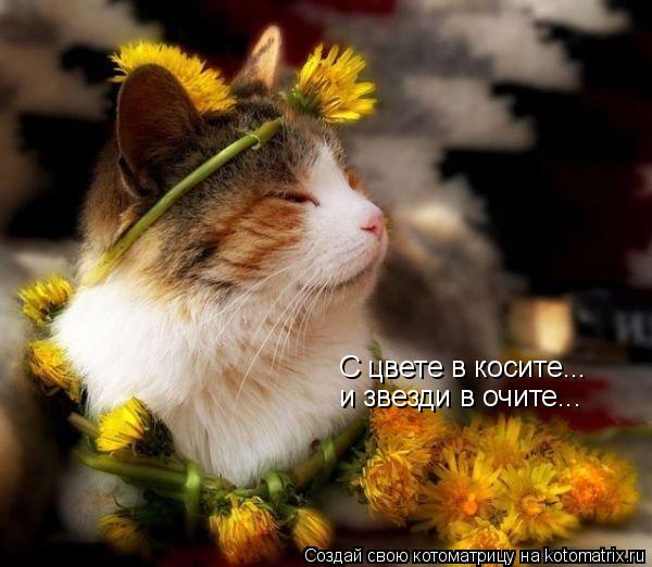 С цвете в косите... и звезди в очите...... Котоматрица: С цвете в косите... и звезди в очите...