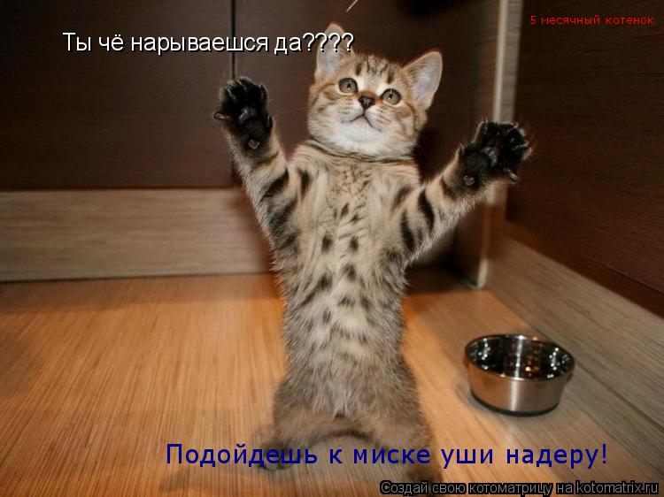Ты чё нарываешся да???? Подойдешь к миске уши надеру! 5 месячный котенок... Котоматрица: Ты чё нарываешся да???? Подойдешь к миске уши надеру! 5 месячный котенок