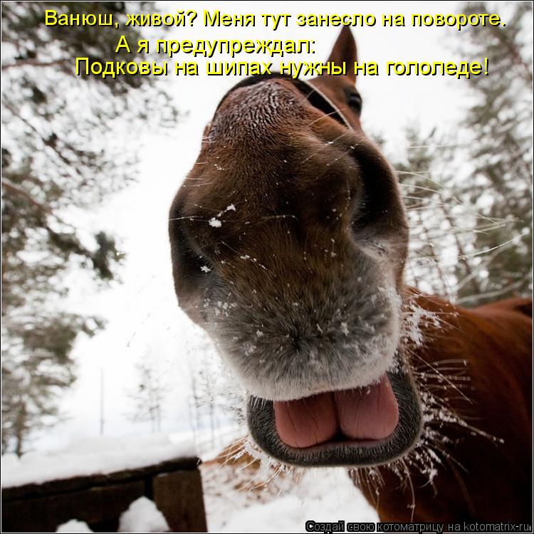 Котоматрица: Подковы на шипах нужны на гололеде!  Ванюш, живой? Меня тут занесло на повороте. А я предупреждал: