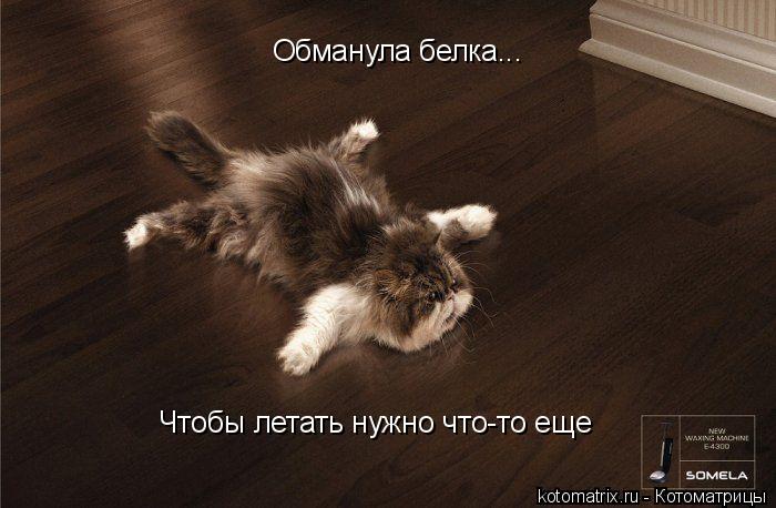Обманула белка... Чтобы летать нужно что-то еще... Котоматрица: Обманула белка... Чтобы летать нужно что-то еще