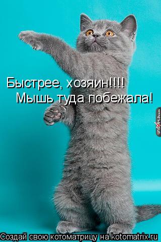 Котоматрица: Быстрее, хозяин!!!!  Мышь туда побежала!