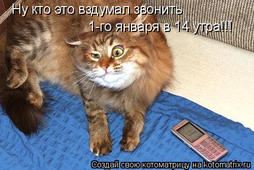 Ну кто это вздумал звонить 1-го января в 14 утра!!!... Котоматрица: Ну кто это вздумал звонить 1-го января в 14 утра!!!