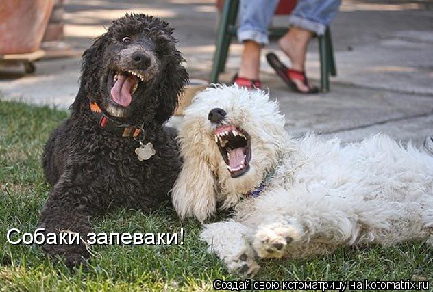 Собаки запеваки!... Котоматрица: Собаки запеваки!