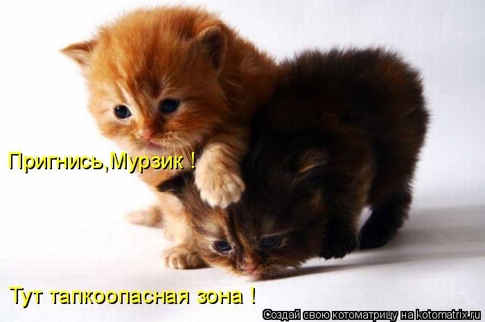 Пригнись,Мурзик ! Тут тапкоопасная зона !... Котоматрица: Пригнись,Мурзик ! Тут тапкоопасная зона !