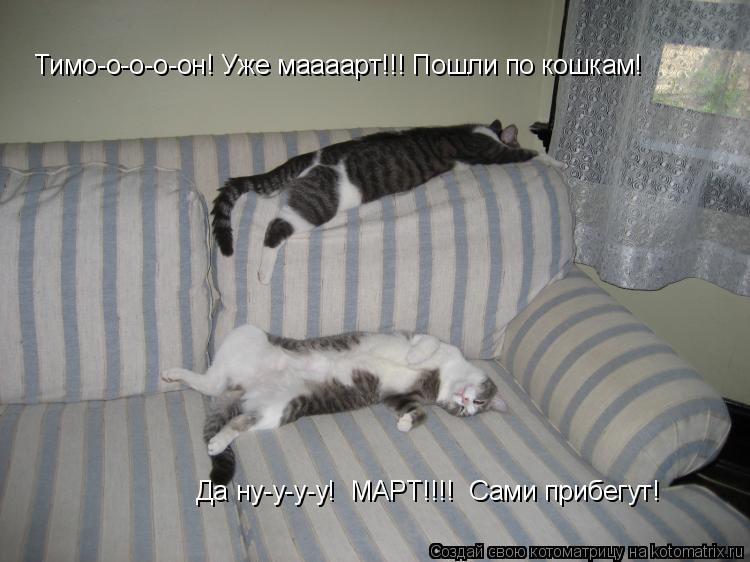 Котоматрица: Тимо-о-о-о-он! Уже маааарт!!! Пошли по кошкам! Да ну-у-у-у!  МАРТ!!!!  Сами прибегут!