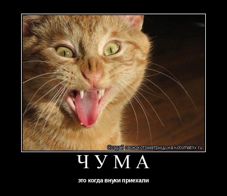 Чума это когда внуки приехали... Котоматрица: Чума это когда внуки приехали