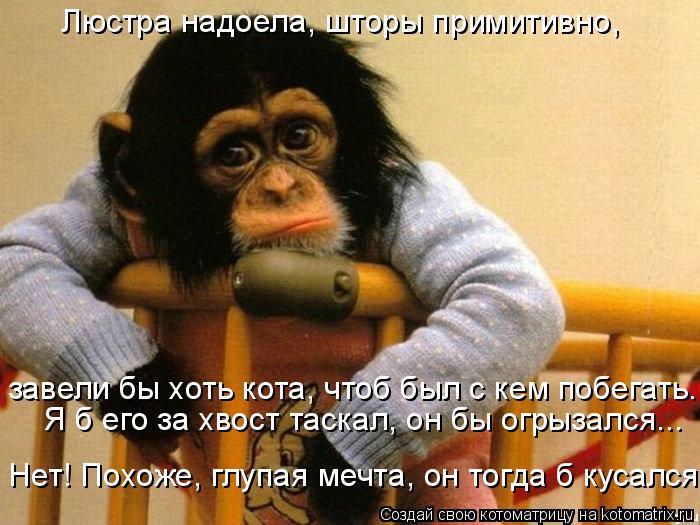 Люстра надоела, шторы примитивно, завели бы хоть кота, чтоб был с кем побегать. Я б его за хвост т... Котоматрица: Люстра надоела, шторы примитивно, завели бы хоть кота, чтоб был с кем побегать. Я б его за хвост таскал, он бы огрызался... Нет! Похоже, глупая