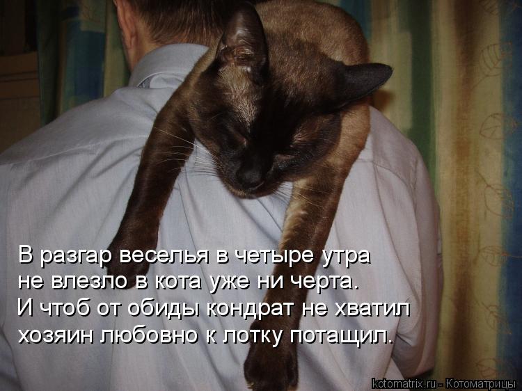 В разгар веселья в четыре утра не влезло в кота уже ни черта. И чтоб от обиды кондрат не хватил хозя... Котоматрица: В разгар веселья в четыре утра не влезло в кота уже ни черта. И чтоб от обиды кондрат не хватил хозяин любовно к лотку потащил.