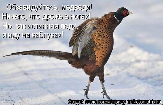Обзавидуйтесь, медведи! Ничего, что дрожь в ногах! Но, как истинная леди, я иду на каблуках!... Котоматрица: Обзавидуйтесь, медведи! Ничего, что дрожь в ногах! Но, как истинная леди, я иду на каблуках!