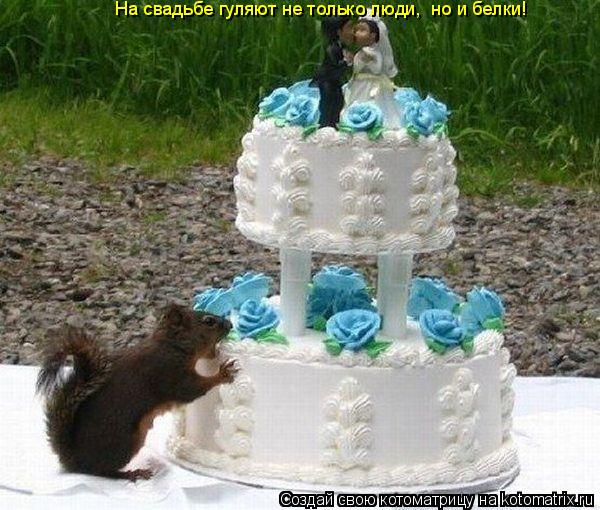 На свадьбе гуляют не только люди, но и белки!... Котоматрица: На свадьбе гуляют не только люди, но и белки!