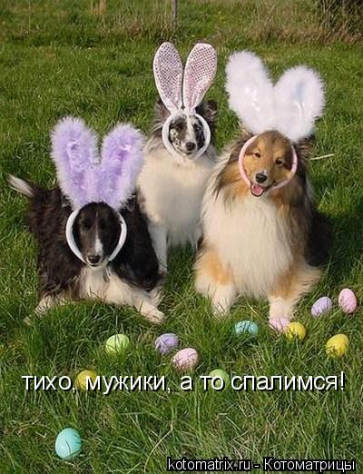 тихо, мужики, а то спалимся!... Котоматрица: тихо, мужики, а то спалимся!