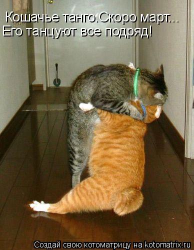 Кошачье танго.Скоро март... Его танцуют все подряд!... Котоматрица: Кошачье танго.Скоро март... Его танцуют все подряд!