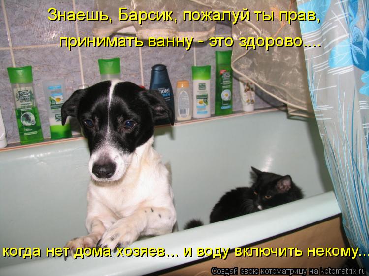 Знаешь, Барсик, пожалуй ты прав, когда нет дома хозяев... и воду включить некому... принимать ванну... Котоматрица: Знаешь, Барсик, пожалуй ты прав, когда нет дома хозяев... и воду включить некому... принимать ванну - это здорово....