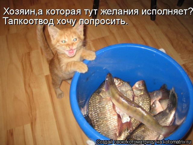 Хозяин,а которая тут желания исполняет? Тапкоотвод хочу попросить.... Котоматрица: Хозяин,а которая тут желания исполняет? Тапкоотвод хочу попросить.