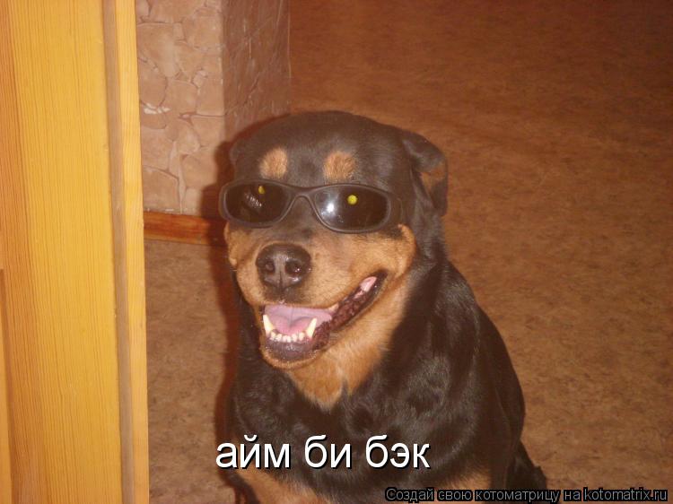 айм би бэк... Котоматрица: айм би бэк