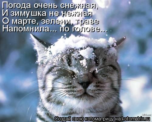 Котоматрица: Погода очень снежная, И зимушка не нежная О марте, зелени, траве Напомнила... по голове...