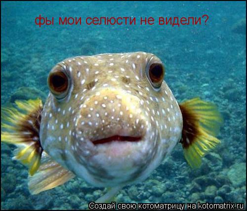 фы мои селюсти не видели?... Котоматрица: фы мои селюсти не видели?