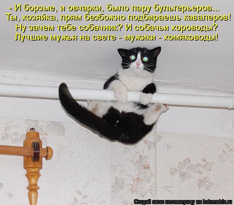 - И борзые, и овчарки, было пару бультерьеров... Ты, хозяйка, прям безбожно подбираешь кавалеров! Ну ... Котоматрица: - И борзые, и овчарки, было пару бультерьеров... Ты, хозяйка, прям безбожно подбираешь кавалеров! Ну зачем тебе собачник? И собачьи хороводы? Л
