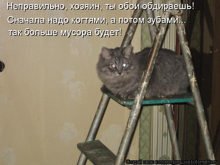 Котоматрица: Неправильно, хозяин, ты обои обдираешь! Сначала надо когтями, а потом зубами... так больше мусора будет!