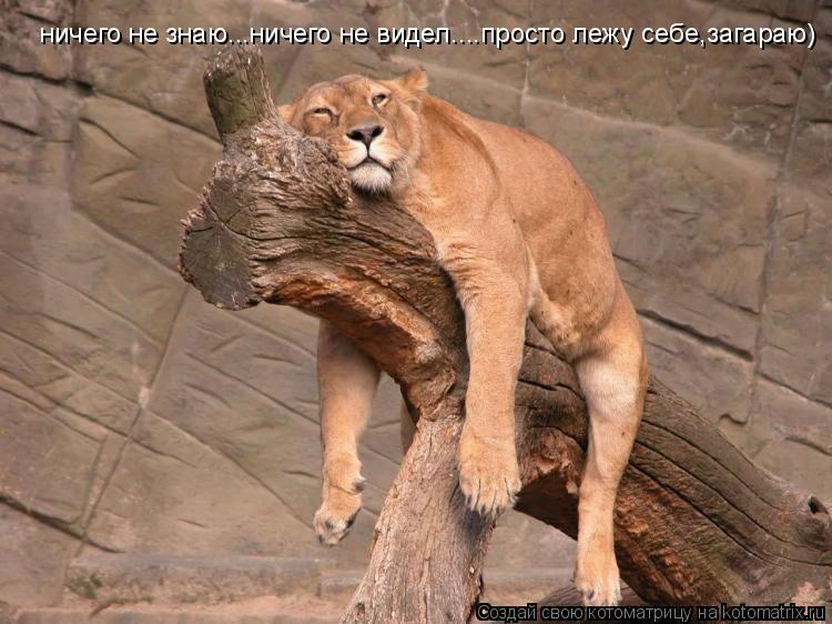 ничего не знаю...ничего не видел....просто лежу себе,загараю)... Котоматрица: ничего не знаю...ничего не видел....просто лежу себе,загараю)