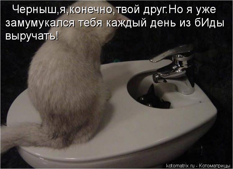 Котоматрица: Черныш,я,конечно,твой друг.Но я уже  замумукался тебя каждый день из бИды выручать!