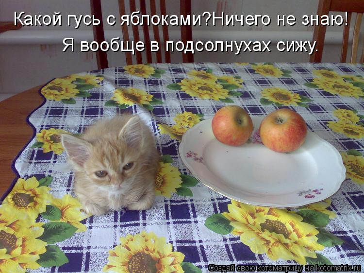 Какой гусь с яблоками?Ничего не знаю! Я вообще в подсолнухах сижу.... Котоматрица: Какой гусь с яблоками?Ничего не знаю! Я вообще в подсолнухах сижу.