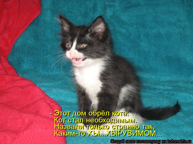 Каким-то ХЫ...ХЫРУВИМОМ... Назвали только странно так, Кот стал необходимым. - Этот дом обрёл кота.... Котоматрица: Каким-то ХЫ...ХЫРУВИМОМ... Назвали только странно так, Кот стал необходимым. - Этот дом обрёл кота.