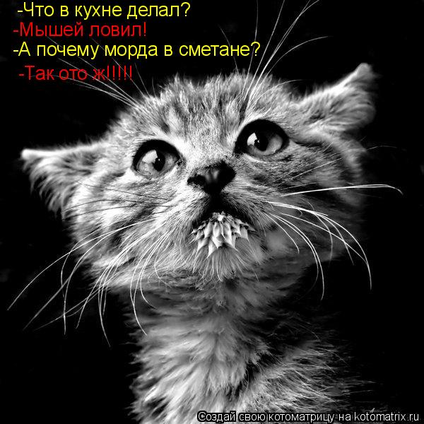 -Что в кухне делал? -Мышей ловил! -А почему морда в сметане? -Так ото ж!!!!!... Котоматрица: -Что в кухне делал? -Мышей ловил! -А почему морда в сметане? -Так ото ж!!!!!