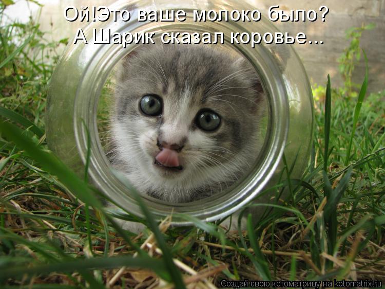 Ой!Это ваше молоко было? А Шарик сказал коровье...... Котоматрица: Ой!Это ваше молоко было? А Шарик сказал коровье...