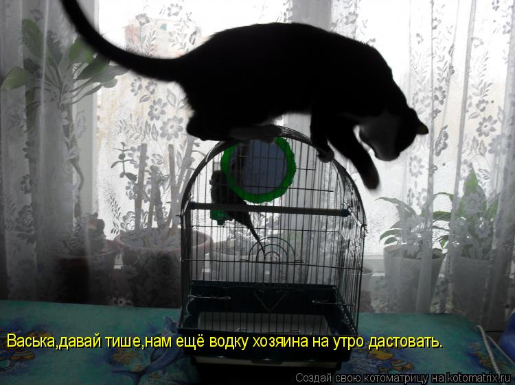 Котоматрица: Васька,давай тише,нам ещё водку хозяина на утро дастовать.