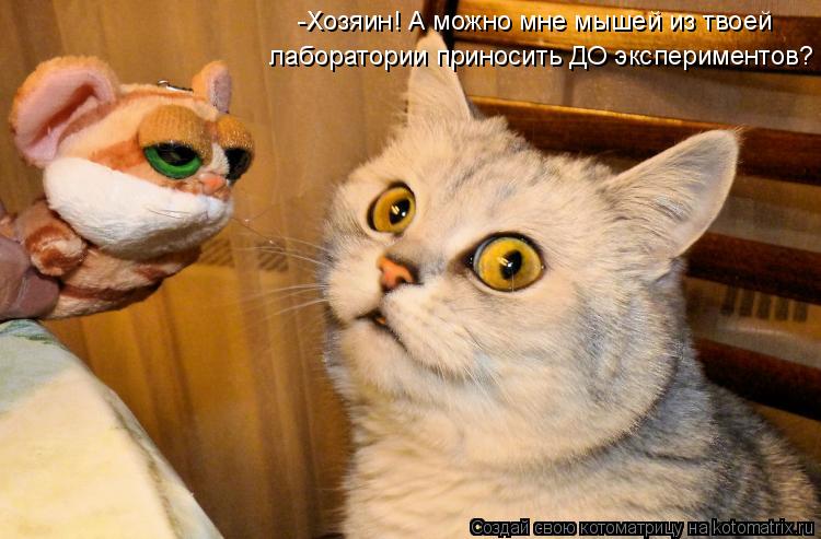 -Хозяин! А можно мне мышей из твоей лаборатории приносить ДО экспериментов?... Котоматрица: -Хозяин! А можно мне мышей из твоей лаборатории приносить ДО экспериментов?