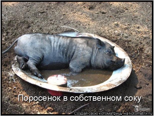 Эти забавные животные