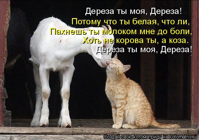 Дереза ты моя, Дереза! Потому что ты белая, что ли, Пахнешь ты молоком мне до боли, Хоть не корова ты... Котоматрица: Дереза ты моя, Дереза! Потому что ты белая, что ли, Пахнешь ты молоком мне до боли, Хоть не корова ты, а коза. Дереза ты моя, Дереза!