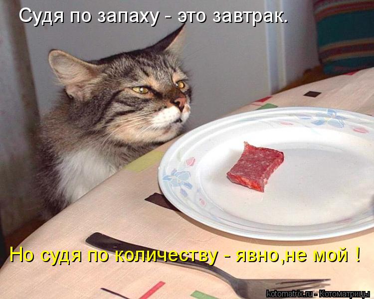 Судя по запаху - это завтрак. Но судя по количеству - явно,не мой !... Котоматрица: Судя по запаху - это завтрак. Но судя по количеству - явно,не мой !