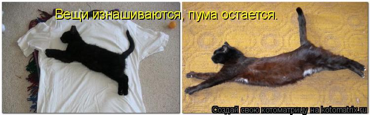 Вещи изнашиваются, пума остается.... Котоматрица: Вещи изнашиваются, пума остается.