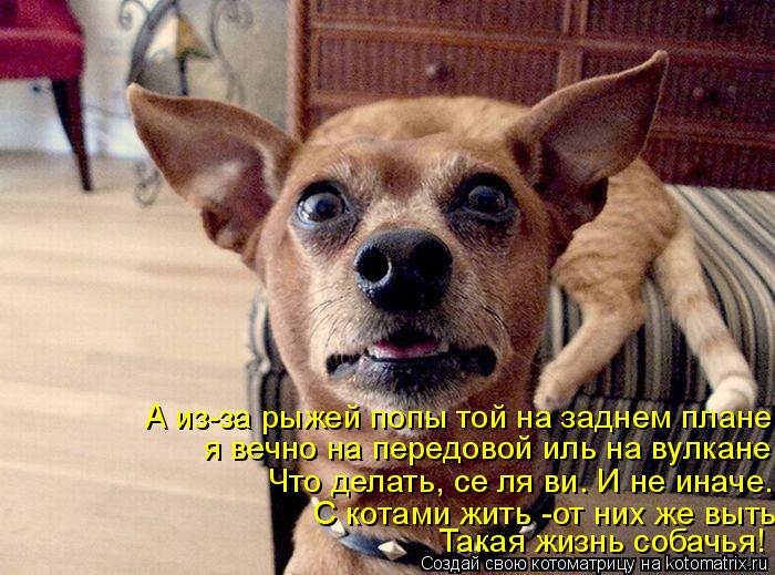Такая жизнь собачья! С котами жить -от них же выть Что делать, се ля ви. И не иначе. я вечно на пере... Котоматрица: Такая жизнь собачья! С котами жить -от них же выть Что делать, се ля ви. И не иначе. я вечно на передовой иль на вулкане. А из-за рыжей попы той
